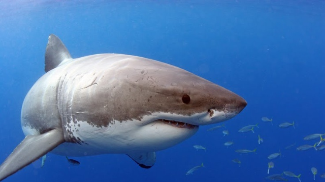 大白鲨:海洋的顶级捕食者