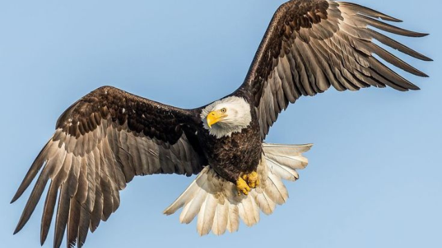 从蛋到鹰:白头鹰的翱翔传奇
