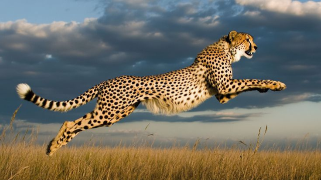 猎豹纪事:地球上最快的猎手