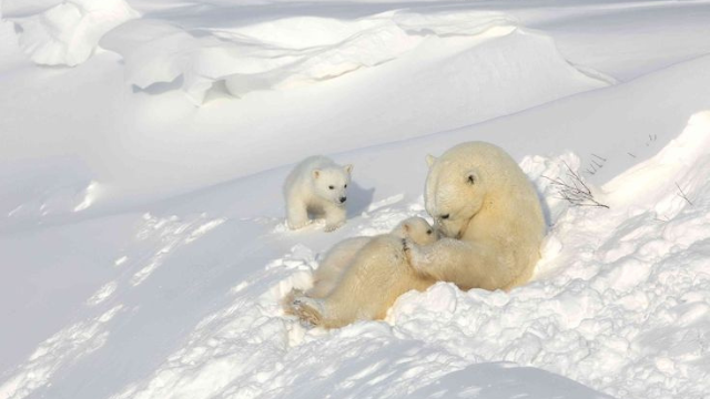 北极熊:融化冰上的生命