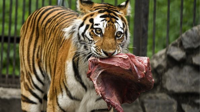 孟加拉虎的一生:从诞生到最后的咆哮